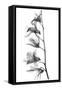 Orchid-Albert Koetsier-Framed Stretched Canvas