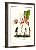 Orchid-Louis Van Houtte-Framed Art Print