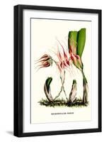 Orchid-Louis Van Houtte-Framed Art Print