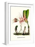 Orchid-Louis Van Houtte-Framed Art Print