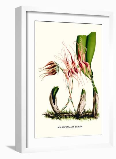 Orchid-Louis Van Houtte-Framed Art Print