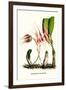 Orchid-Louis Van Houtte-Framed Art Print