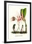 Orchid-Louis Van Houtte-Framed Art Print