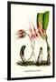 Orchid-Louis Van Houtte-Framed Art Print