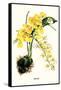 Orchid-Louis Van Houtte-Framed Stretched Canvas