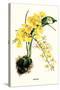 Orchid-Louis Van Houtte-Stretched Canvas