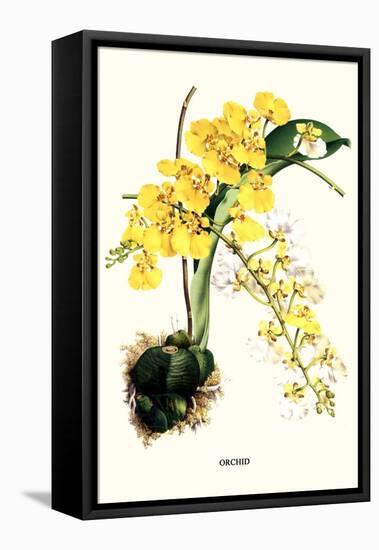 Orchid-Louis Van Houtte-Framed Stretched Canvas