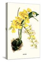 Orchid-Louis Van Houtte-Stretched Canvas