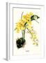 Orchid-Louis Van Houtte-Framed Art Print