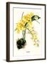 Orchid-Louis Van Houtte-Framed Art Print