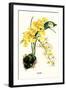 Orchid-Louis Van Houtte-Framed Art Print