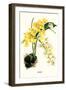 Orchid-Louis Van Houtte-Framed Art Print