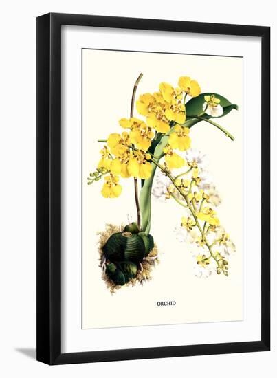 Orchid-Louis Van Houtte-Framed Art Print