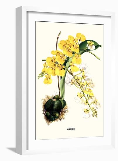 Orchid-Louis Van Houtte-Framed Art Print