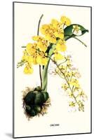 Orchid-Louis Van Houtte-Mounted Art Print