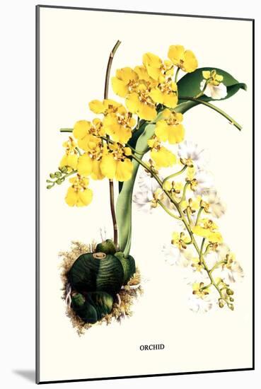 Orchid-Louis Van Houtte-Mounted Art Print