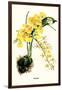 Orchid-Louis Van Houtte-Framed Art Print