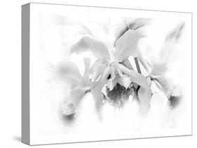 Orchid-Maria Trad-Stretched Canvas