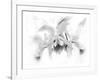 Orchid-Maria Trad-Framed Giclee Print