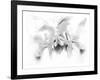 Orchid-Maria Trad-Framed Giclee Print