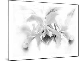 Orchid-Maria Trad-Mounted Giclee Print