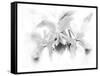 Orchid-Maria Trad-Framed Stretched Canvas