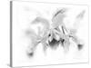 Orchid-Maria Trad-Stretched Canvas