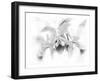 Orchid-Maria Trad-Framed Giclee Print