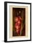 Orchid-John Seba-Framed Art Print