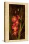 Orchid-John Seba-Stretched Canvas