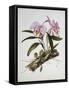 Orchidaceae : Cattleya Mossiae-Augusta Withers-Framed Stretched Canvas