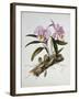 Orchidaceae : Cattleya Mossiae-Augusta Withers-Framed Giclee Print