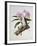 Orchidaceae : Cattleya Mossiae-Augusta Withers-Framed Giclee Print