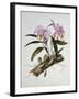 Orchidaceae : Cattleya Mossiae-Augusta Withers-Framed Giclee Print