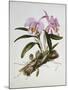 Orchidaceae : Cattleya Mossiae-Augusta Withers-Mounted Giclee Print