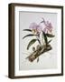 Orchidaceae : Cattleya Mossiae-Augusta Withers-Framed Giclee Print