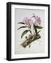 Orchidaceae : Cattleya Mossiae-Augusta Withers-Framed Giclee Print