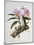 Orchidaceae : Cattleya Mossiae-Augusta Withers-Mounted Giclee Print