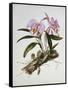 Orchidaceae : Cattleya Mossiae-Augusta Withers-Framed Stretched Canvas