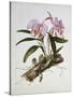 Orchidaceae : Cattleya Mossiae-Augusta Withers-Stretched Canvas