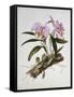 Orchidaceae : Cattleya Mossiae-Augusta Withers-Framed Stretched Canvas