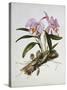 Orchidaceae : Cattleya Mossiae-Augusta Withers-Stretched Canvas