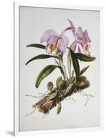 Orchidaceae : Cattleya Mossiae-Augusta Withers-Framed Giclee Print