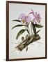 Orchidaceae : Cattleya Mossiae-Augusta Withers-Framed Giclee Print