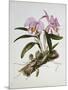 Orchidaceae : Cattleya Mossiae-Augusta Withers-Mounted Giclee Print