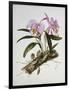 Orchidaceae : Cattleya Mossiae-Augusta Withers-Framed Giclee Print