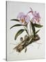 Orchidaceae : Cattleya Mossiae-Augusta Withers-Stretched Canvas