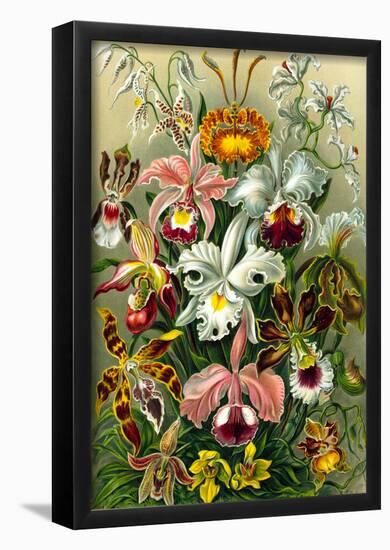 Orchidae Nature Art Print Poster by Ernst Haeckel-null-Framed Poster