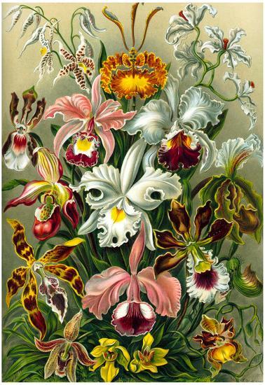 Orchidae Nature Art Print Poster by Ernst Haeckel-null-Lamina Framed Poster