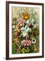 Orchidae Nature by Ernst Haeckel-null-Framed Art Print